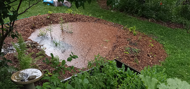 Rain Garden with Bark Mulch and Plantings at end of Small Stream