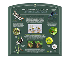 Interpretive Sign - Dragonfly Life Cycle