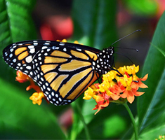 Monarch Butterfly on an Orange Flower