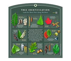 Interpretive Sign - Tree Identification