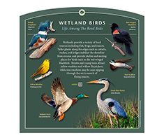 Interpretive Sign - Wetland Birds