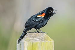 Red-Winged Blackbird on a Post