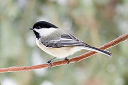 Black-Capped Chickadee Perched on a Branch