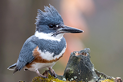 Belted Kingfisher Standing Next to Rock