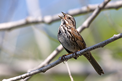 Song Sparrow Perched on a Branch