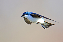 Tree Swallow Flying Through the Air