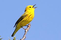 Yellow Warbler on a Branch