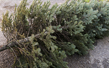 Bare Christmas Tree Lying on the Ground