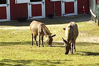 Two Donkeys Grazing on Grass in a Field in Front of a Red Barn - Click to Enlarge