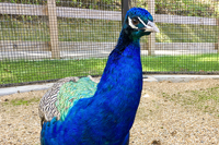Blue Peacock with Tail Feathers Down Standing in its Enclosure - Click to Enlarge