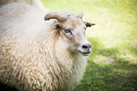 Sheep Standing in the Grass Looking Off to the Side - Click to Enlarge
