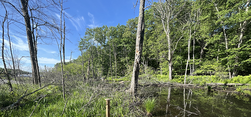Conservation Land Area with Green Trees and Wetland Area in Foreground