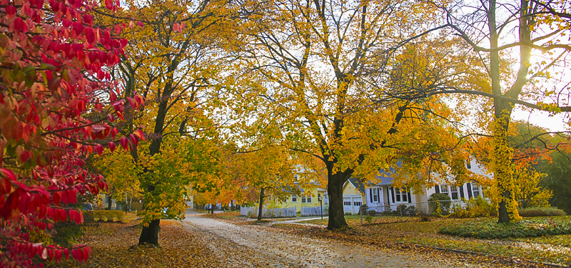 City Street in Autumn Lined with Trees and Fallen Leaves