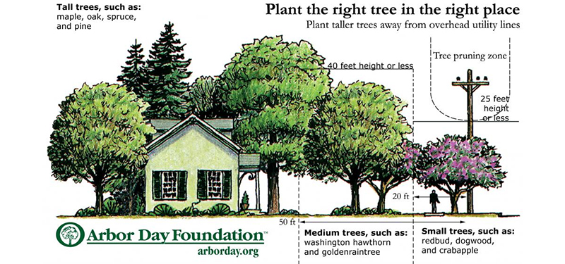 Illustration from the Arbor Day Foundation Showing What Size Trees Should be Planted in Various Locations