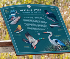 Wetland Birds Interpretive Sign Located Along the Boardwalk