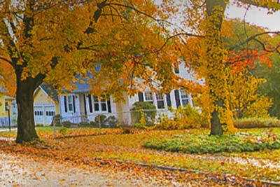 Orange and Yellow Leaves on a Tree