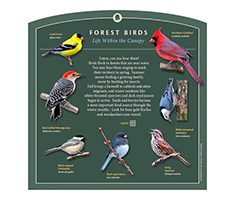 Interpretive Sign - Forest Birds