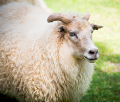 Sheep at Greenhill Park Farm