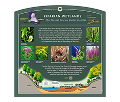 Interpretive Sign - Riparian Wetlands