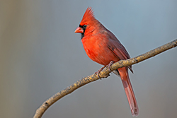 Northern Cardinal Perched on a Branch