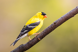 Gold Finch Perched on a Branch