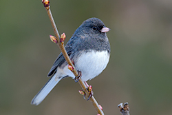 Dark-Eyed Junco Perched on a Branch