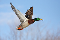 Mallard Duck Flying Through the Air