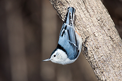 White-Breasted Nuthatch Standing Upside Down on the Side of a Tree
