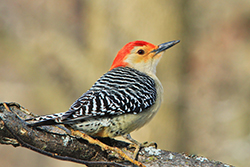 Red-Bellied Woodpecker Perched on a Branch