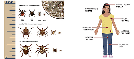 Diagram of Tick Sizes and Typical Bite Locations