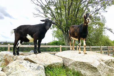 A Black Goat and a Brown Goat Standing On a Rock at Green Hill Park Farm