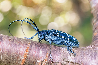 Asian Longhorned Beetle Sitting on a Tree Branch Facing to the Left