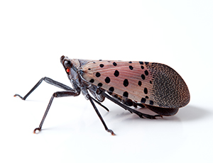 Example of an Adult Spotted Lanternfly Facing Left on a White Surface