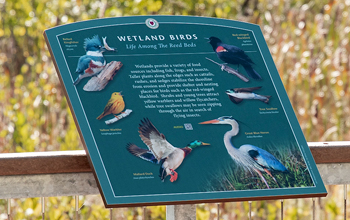 Wetland Birds Interpretive Sign Along the Boardwalk at Blackstone Gateway Park