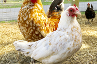 White and Gold Chicken Standing on One Leg in Front of Rooster in a Pen - Click to Enlarge