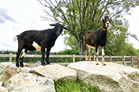 Two Goats Standing on Large Rocks Looking Down Towards the Camera - Click to Enlarge