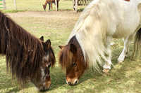 Two Mini Horses Standing Together Grazing on Grass - Click to Enlarge