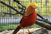 Golden Pheasant Standing on a Hollow Log in the Middle of its Enclosure - Click to Enlarge