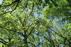 Looking Up at Green Tree Canopy From Ground Level