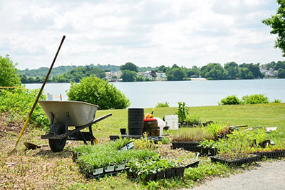 Rain Garden in front of Shore Park with Wheelbarrow and Plants