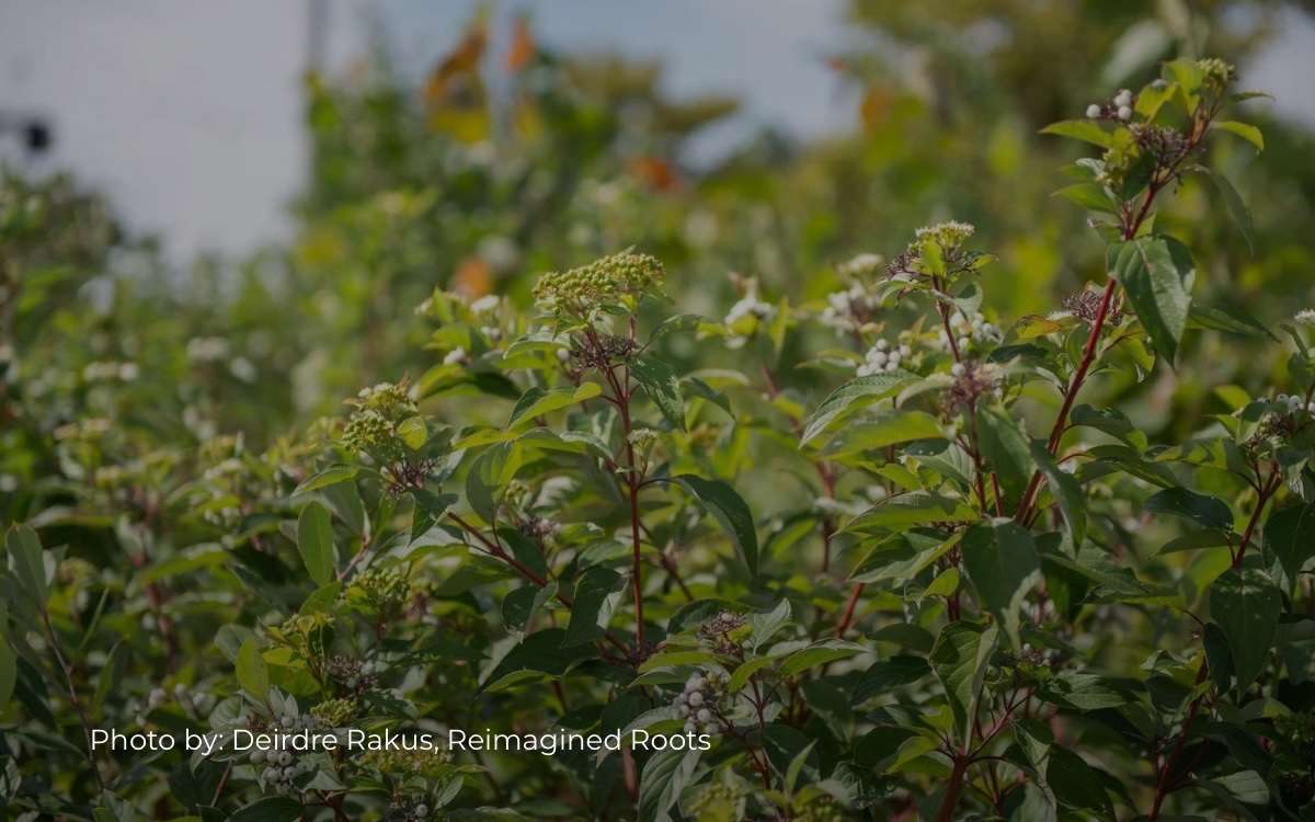 Close up photo of plants