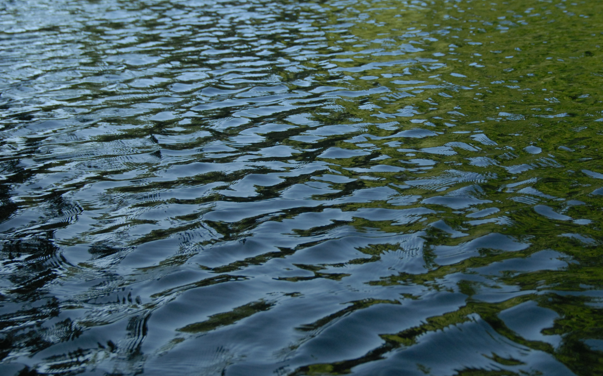 An image of pond water 