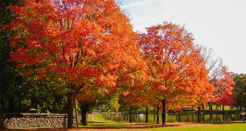 Red and Yellow Fall Trees in University Park
