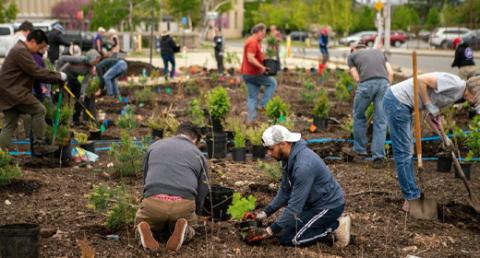 Group of People Planting Trees and Plants in Dirt at McGrath Parking Lot Miyawaki Forest