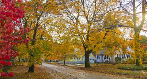 City Street with Yellow and Red Trees Alongside and Leaves on Ground