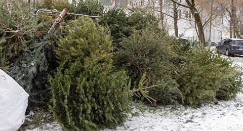 Pile of Old Christmas Trees in Parking Lot with Snow on Ground and Cars in Background
